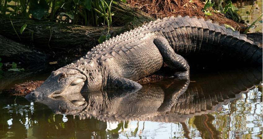 zoologicos-para-visitar-en-orlando